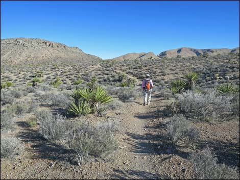 Cottonwood Valley Springs Loop Trail