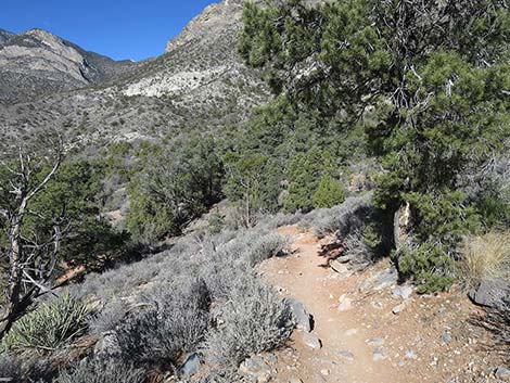 White Rock Loop Trail