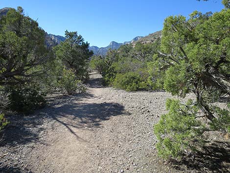 White Rock Loop Trail