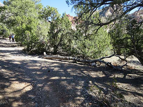 White Rock Loop Trail