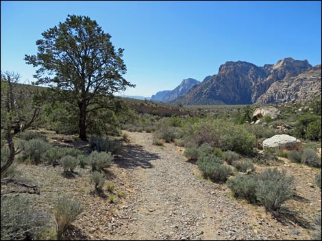 White Rock Loop Trail