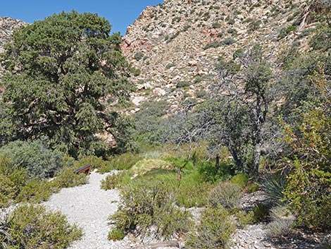 White Rock Spring