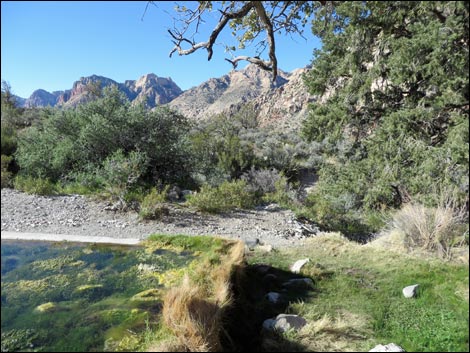 White Rock Spring Trail