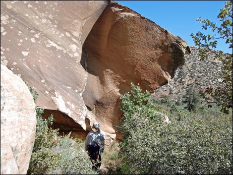 Willow Springs Loop