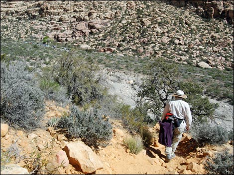 Willow Springs Loop