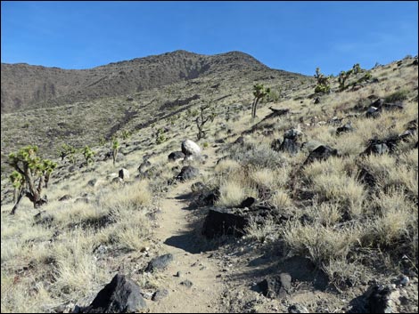 BLM 404 Trail