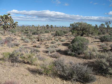 BLM "Spirit of Wilderness" Trail