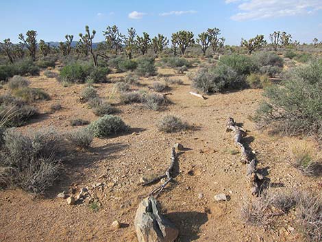 BLM "Spirit of Wilderness" Trail