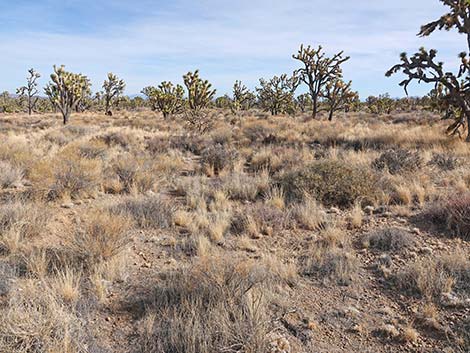 El Dorado Wagon Road Trail