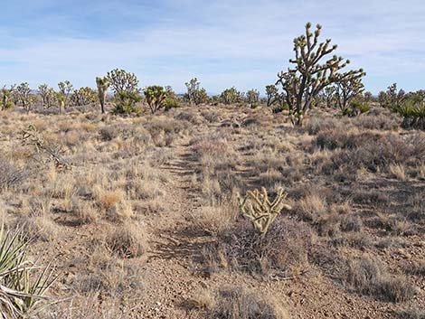 El Dorado Wagon Road Trail