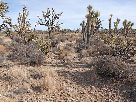 El Dorado Wagon Road Trail