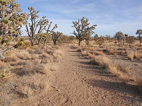 El Dorado Wagon Road Trail