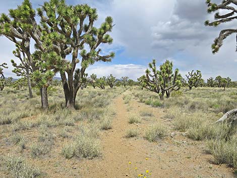 El Dorado Wagon Road Trail