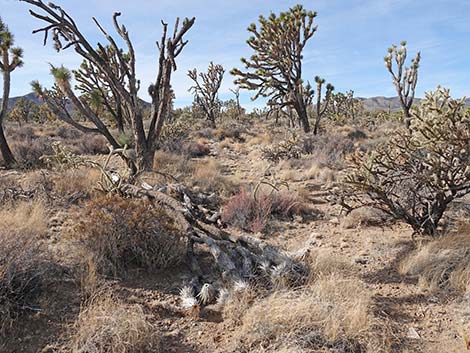 El Dorado Wagon Road Trail