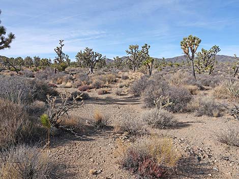 El Dorado Wagon Road Trail