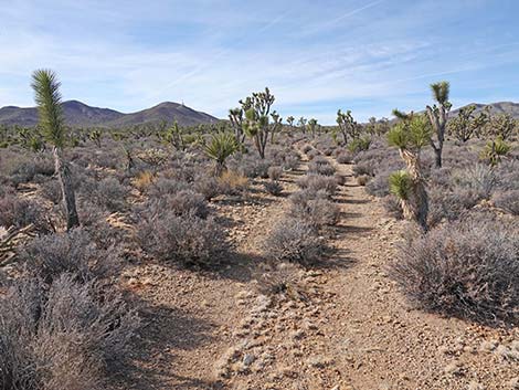 El Dorado Wagon Road Trail