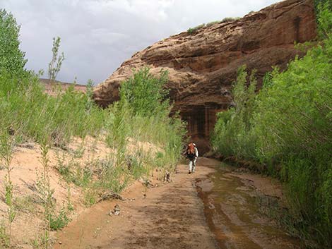 Coyote Gulch