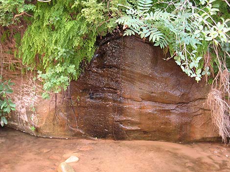 Coyote Gulch