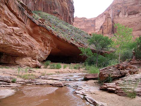 Coyote Gulch