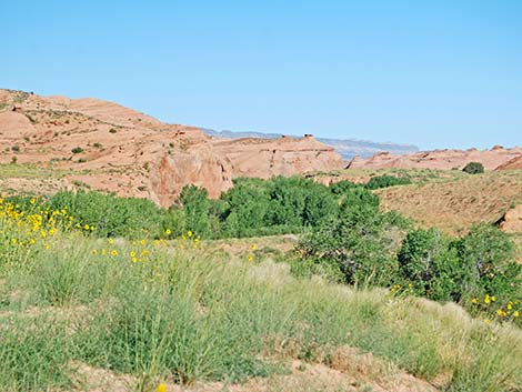 Coyote Gulch