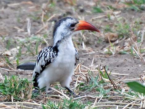 Tanzania