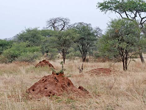 Tanzania