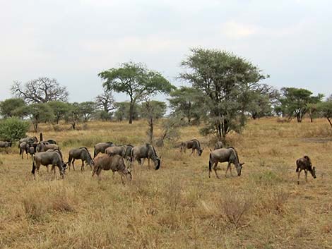 Tanzania