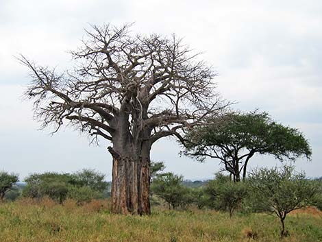 Tanzania