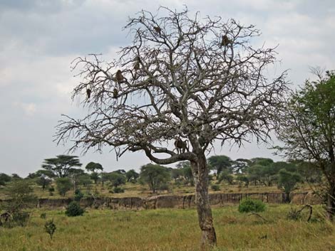 Tanzania