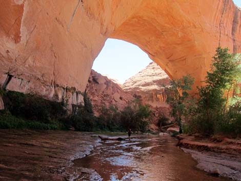 Coyote Gulch