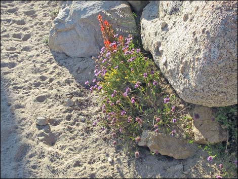 John Muir Trail