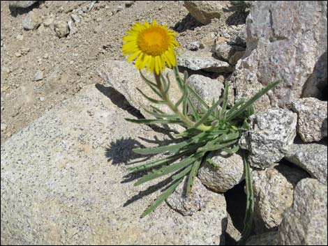 John Muir Trail