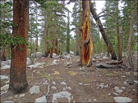 John Muir Trail