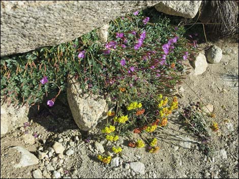 John Muir Trail