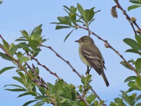 Alaska Birding