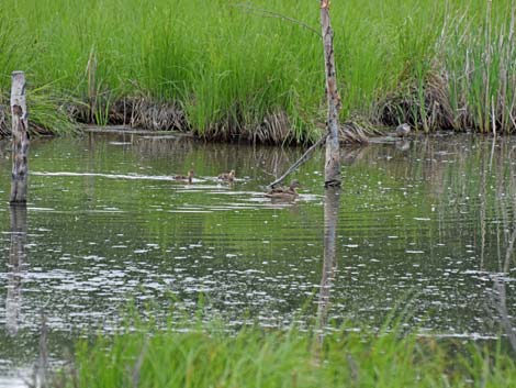 Alaska Birding