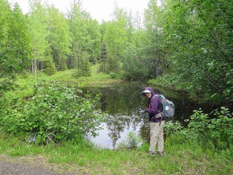 Alaska Birding