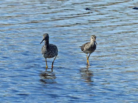 Alaska Birding