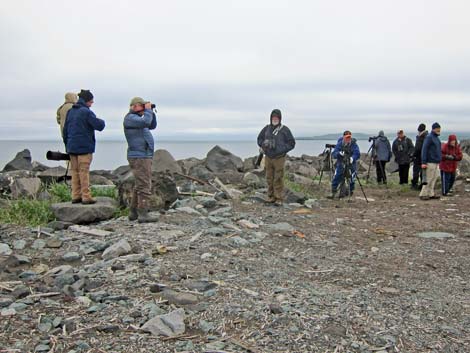 Alaska Birding