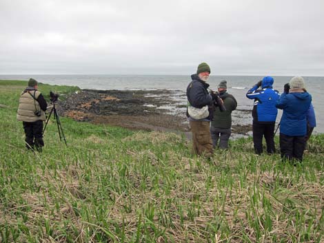 Pribilof Islands Birding