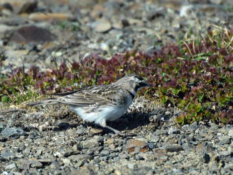 Nome birding