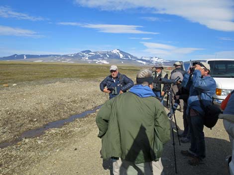 Nome birding