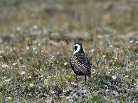 Nome birding