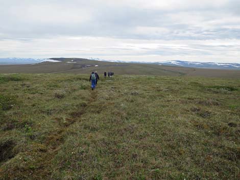 Nome birding