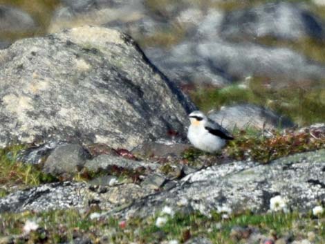 Nome birding