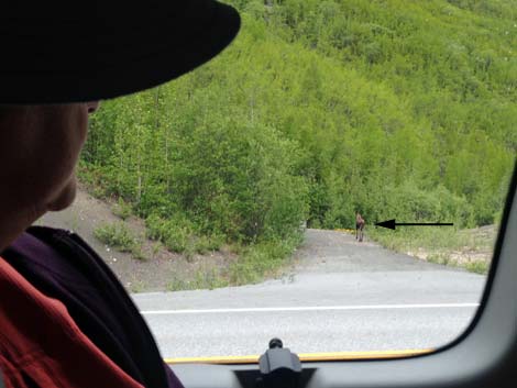 Denali birding