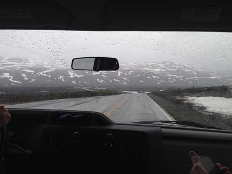 Denali birding