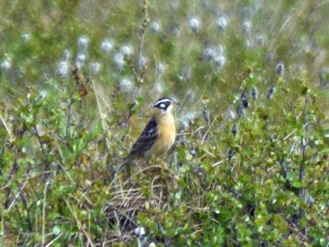 Denali birding