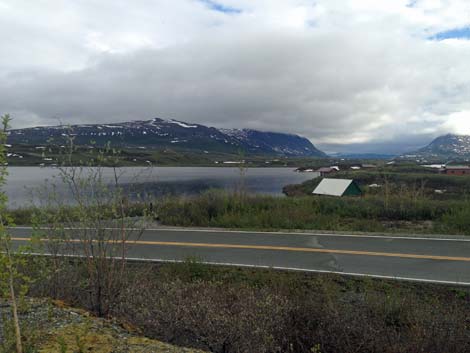 Denali birding