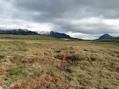 Denali birding